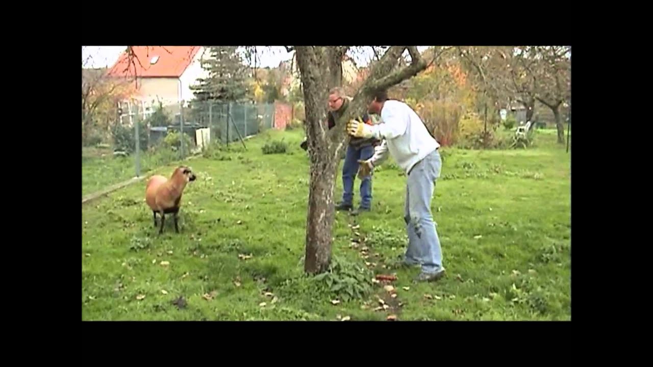 Schaaaaafe Sache