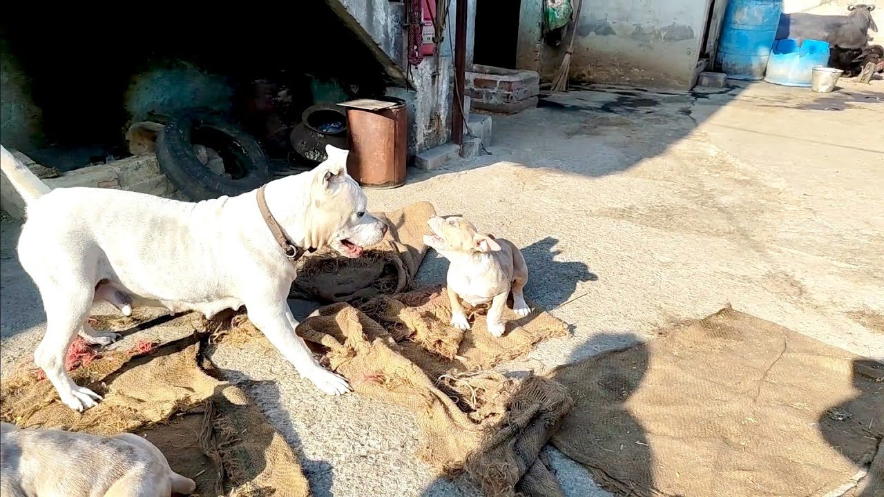 Lalic Ko Sara Pe Gussa Aa Gaya 💢