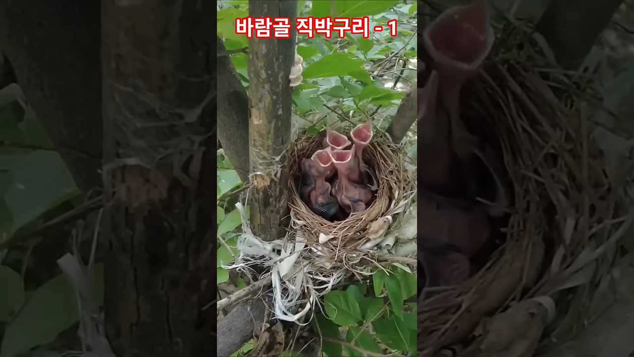 바람골 직박구리 - 1 #birds #birdsong #산골