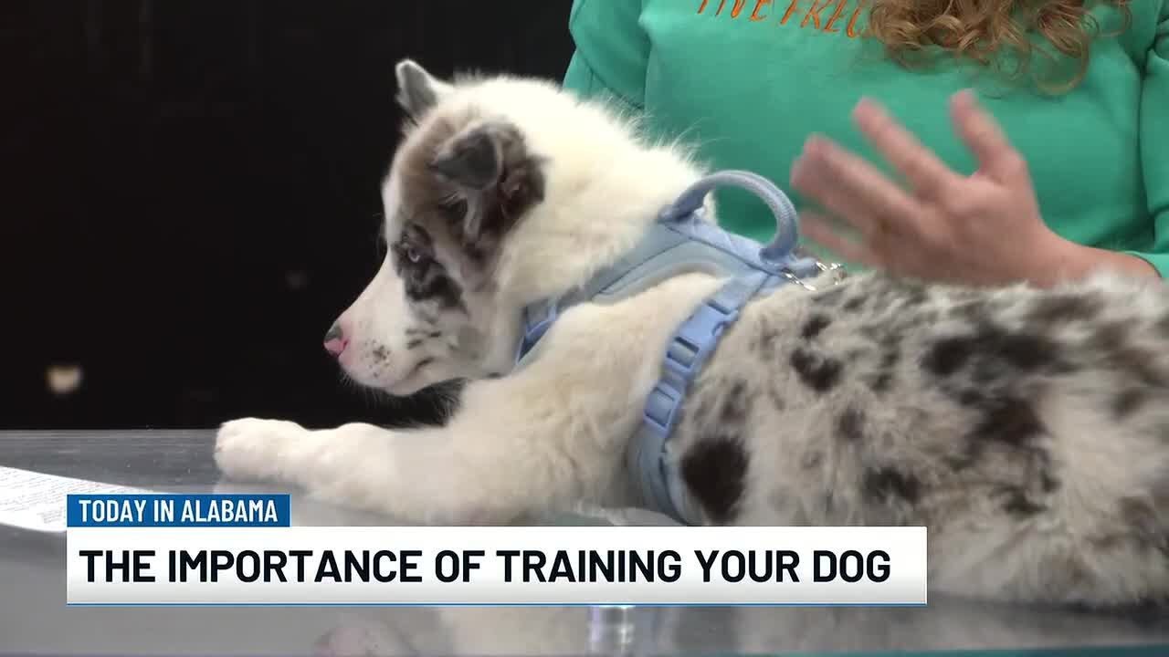 The importance of training your dog