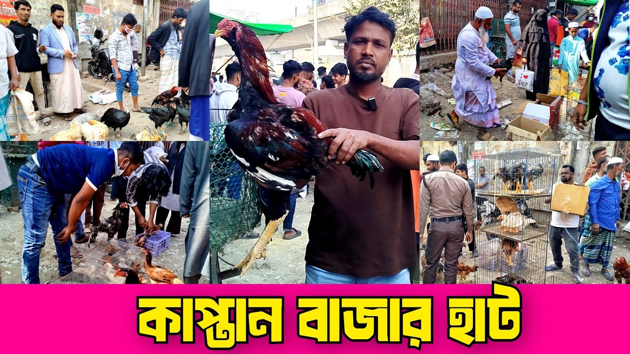 ০৬-০২-২৬ কাপ্তান বাজার হাট। গুলিস্তান কাপ্তান বাজার হাট। ফেন্সি মোরগ মুরগির হাট। Kaptan bazar hat.