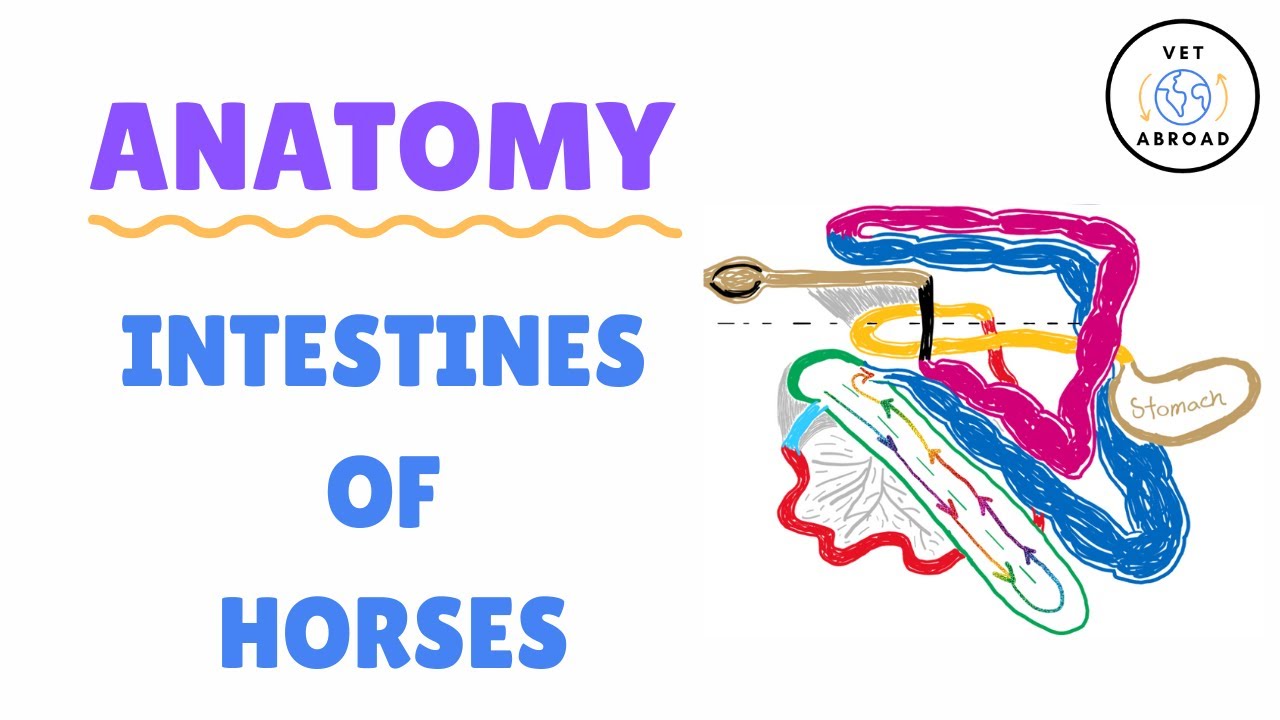 Anatomy of Horse Intestines - Vet Med