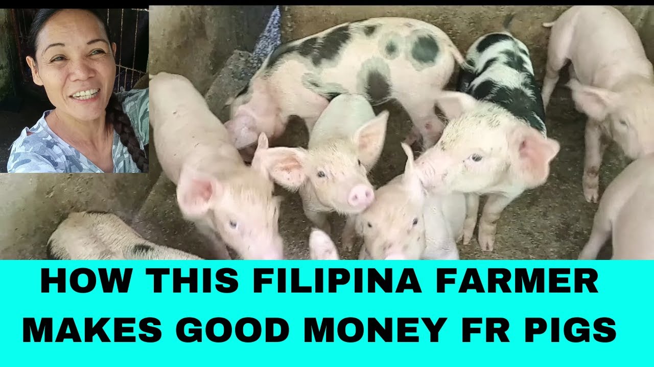 How Profitable Is To Raise Pigs in Philippines/piglets versus fatteners/ 