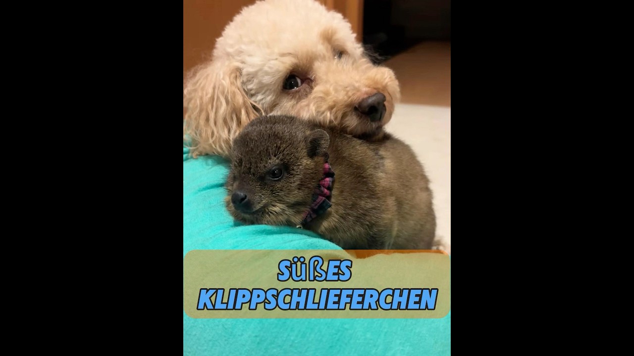 Ein quietschendes Wesen versteckte sich in einer Felsspalte. #tier #tiere