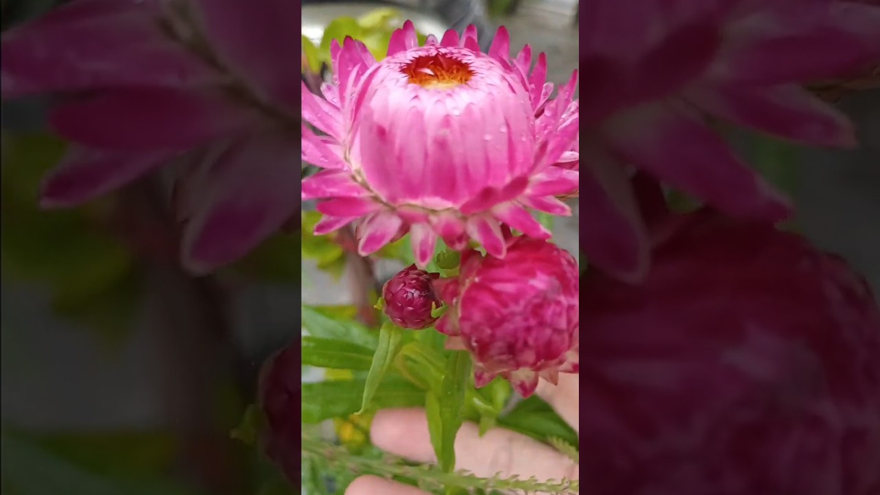 Flor sempre  viva #flores #jardim #jardinagem #shorts #short #flowers #flor #plantas #dicas #plante