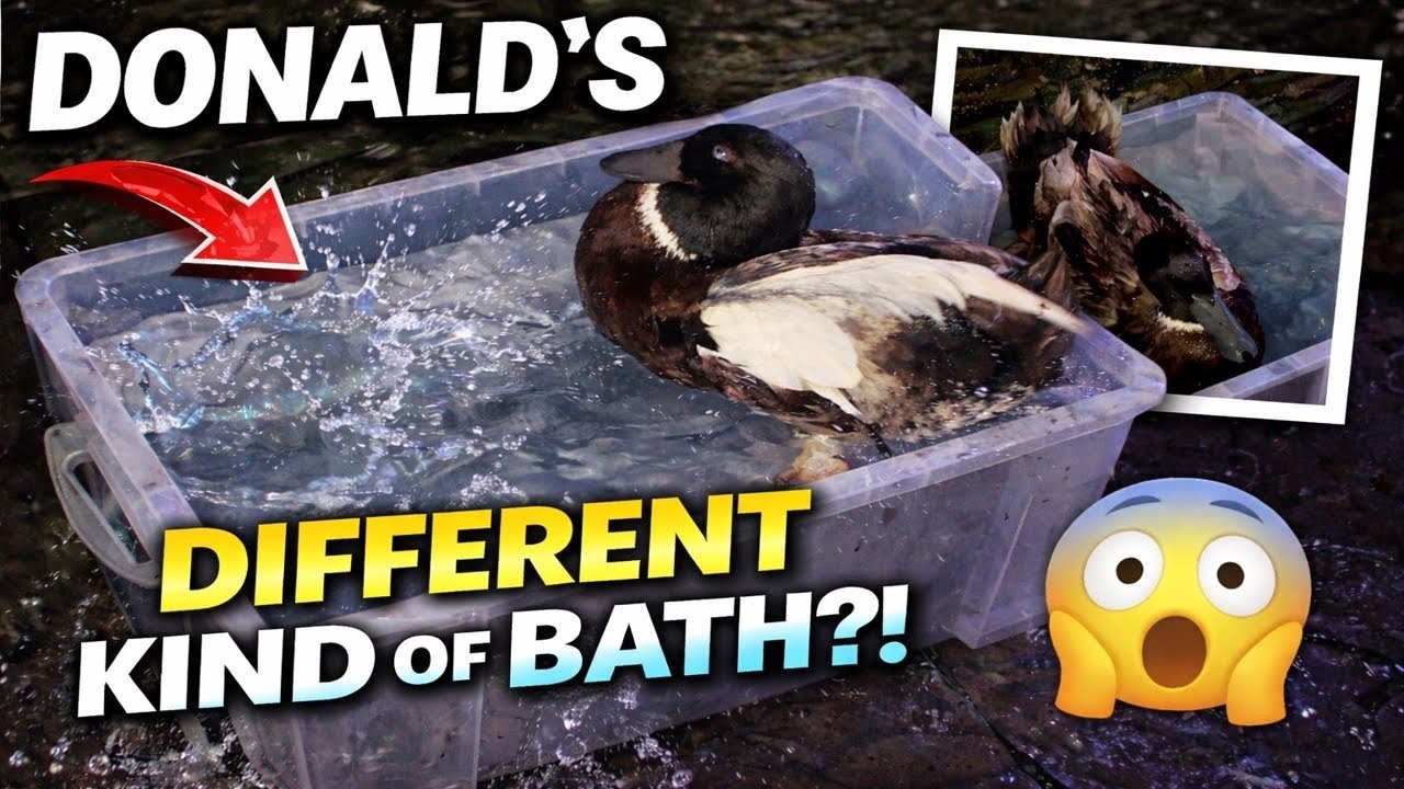 Donald having DIFFERENT kind of bath today! #viral #video #ducks 