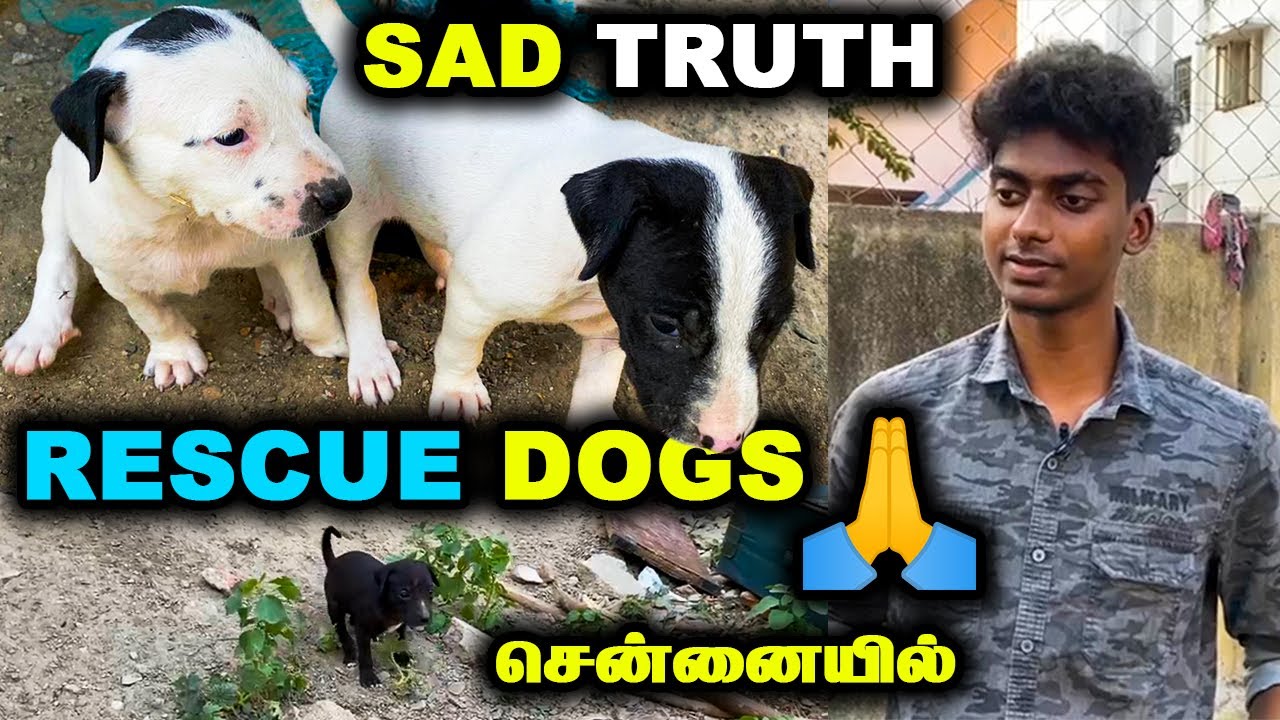 Free Adoption Dogs || அழகான நாய்க்குட்டிகள் || Rescue Dogs || Street Dogs || Mr Eyecatcher