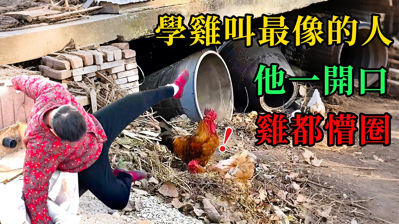 學雞🐔叫最像的人，他一開口雞🐔都懵圈 #動物的迷惑行為 #養動物的樂趣 #動物的心思都寫在臉上