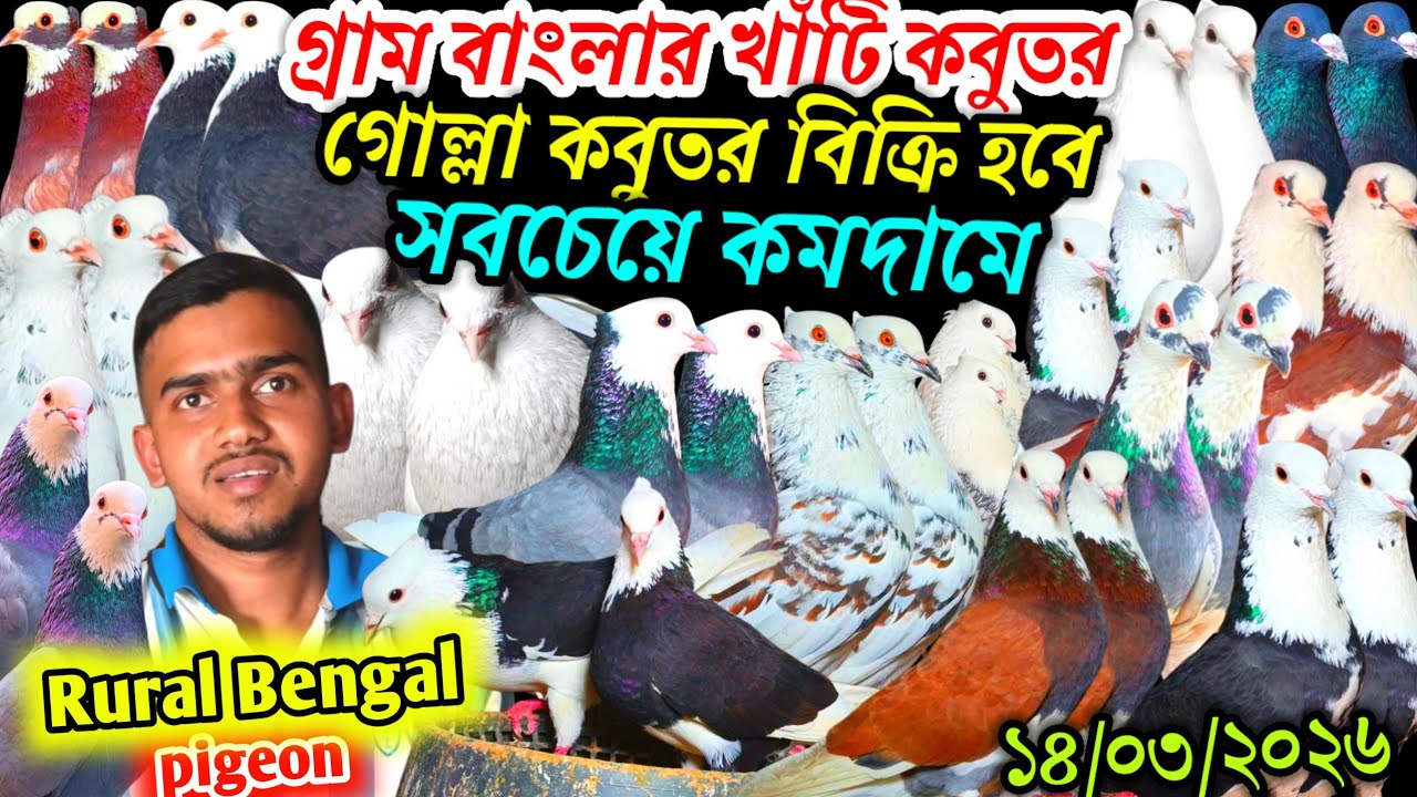 গ্রাম বাংলার খাঁটি কবুতর গোল্লা কবুতর বিক্রি হবে সবচেয়ে কমদামে দেশি কবুতর ডিম বাচ্চা ১০০%গ্যারান্টি