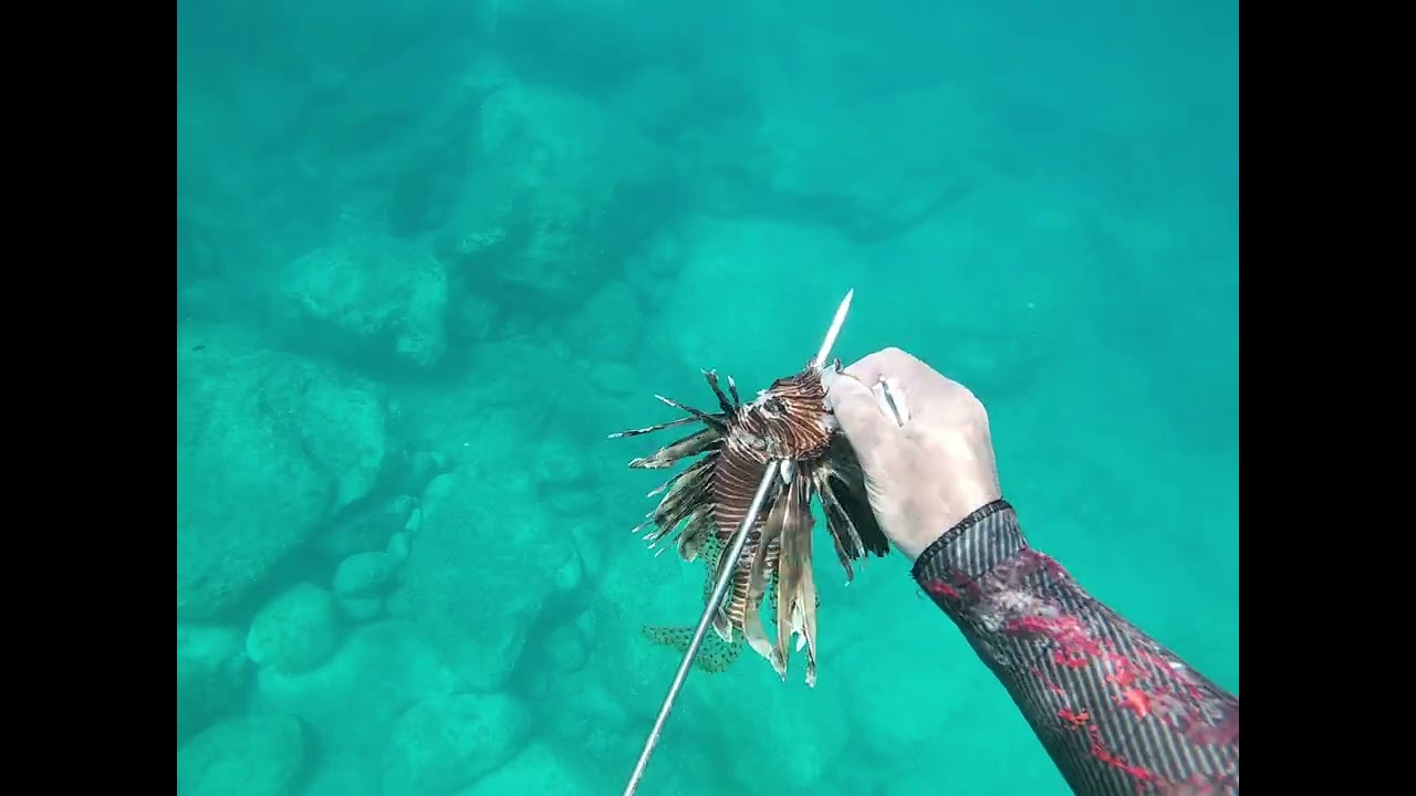 How to clean a lionfish inwater with a knife | Si të pastroni peshkun luan në det me thikë 🔱🐟🤿🇦🇱
