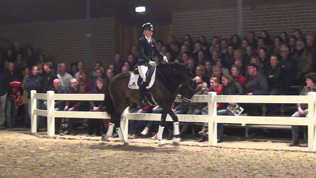 Ferdeaux kwpn Stallion Show Van Uytert 2015