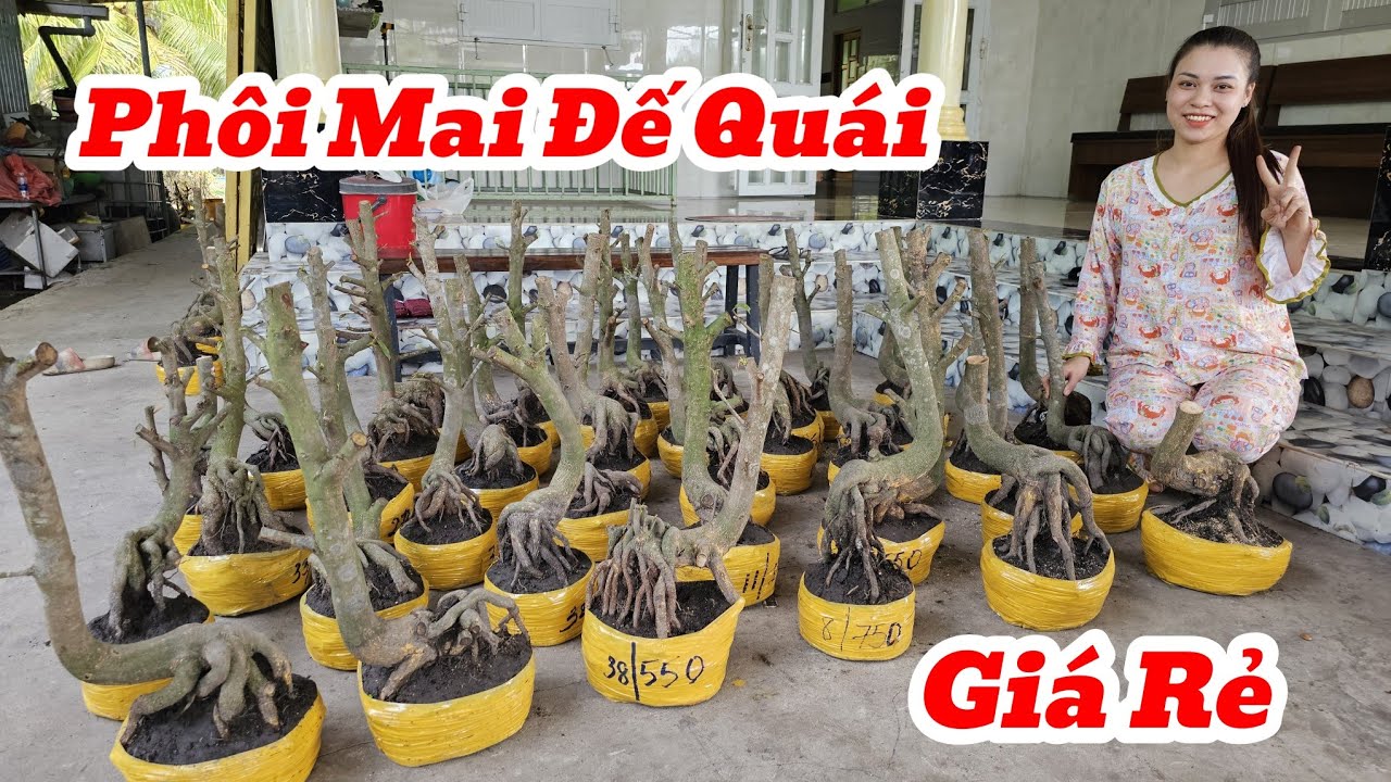 23/1☎️Mai Vàng Giá Rẻ☎️0931002668 Chị Huỳnh☎️Giao Lưu Phôi Mai Vàng Hình Thú Giá Mềm Sèo