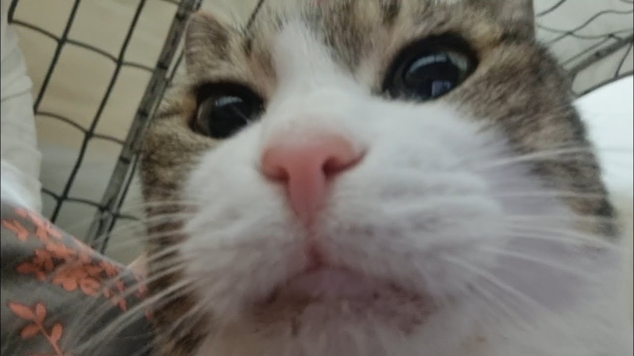 그냥 냥냥이 쓰담쓰담 