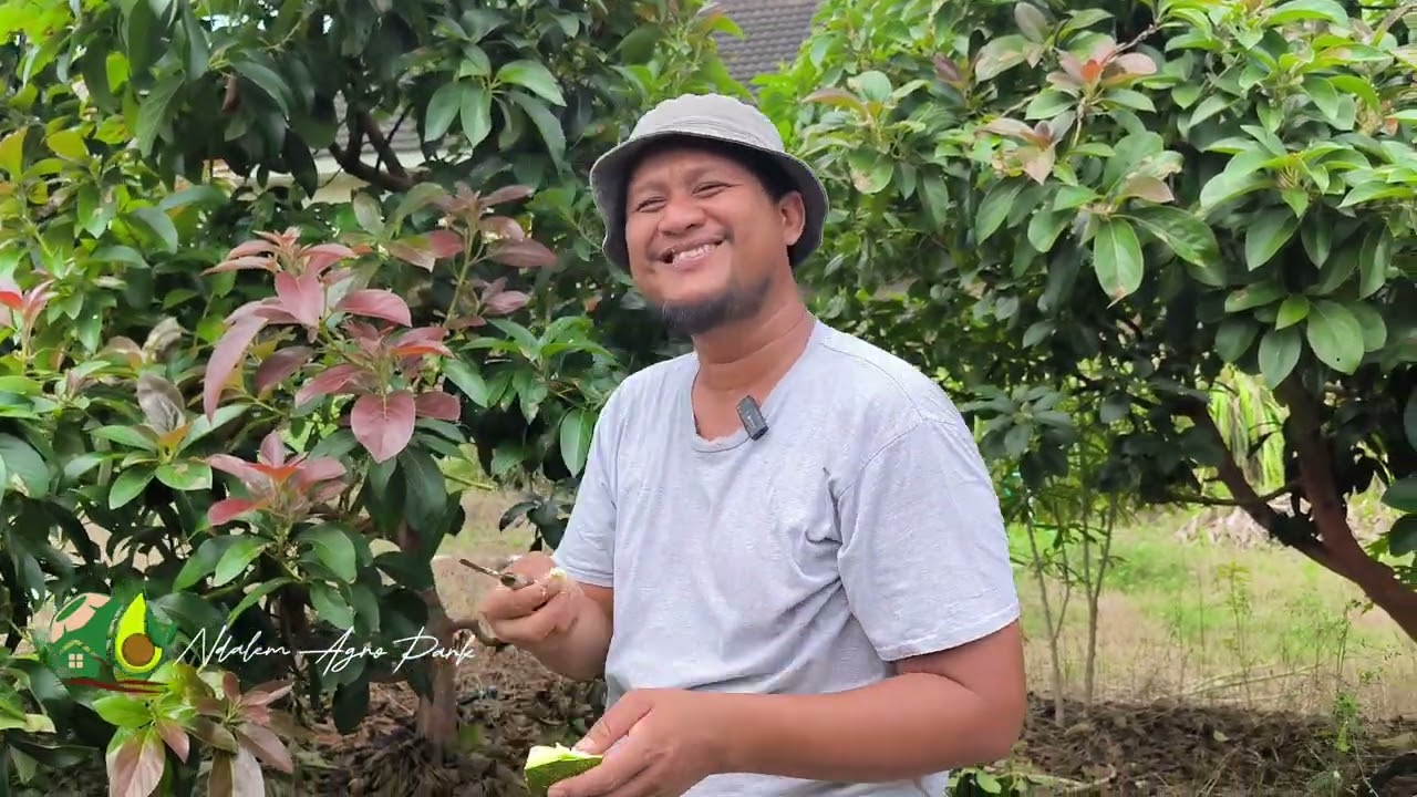 CARA PRUNING POHON ALPUKAT PASCA PANEN