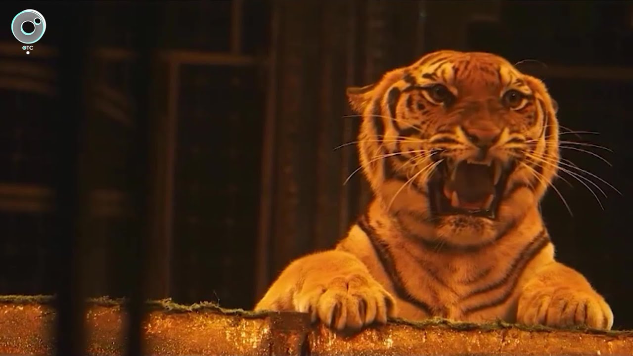 Премьера шоу 