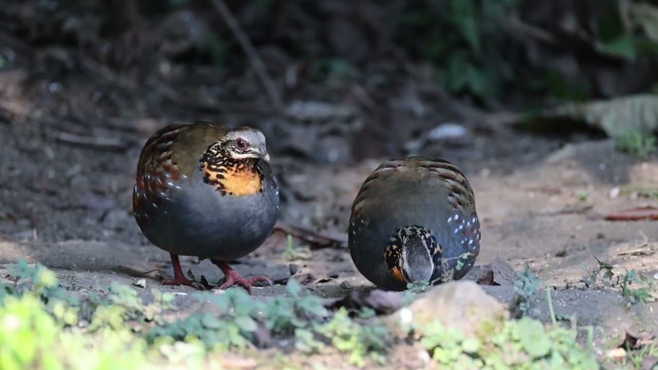Birds at Baihualing Dec 2025