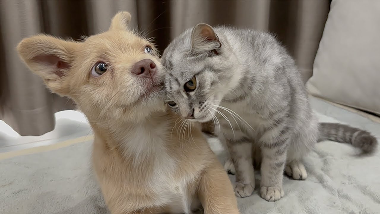 Abandoned Puppy Meets Kitten for the First Time — What Happens Next Will Melt You