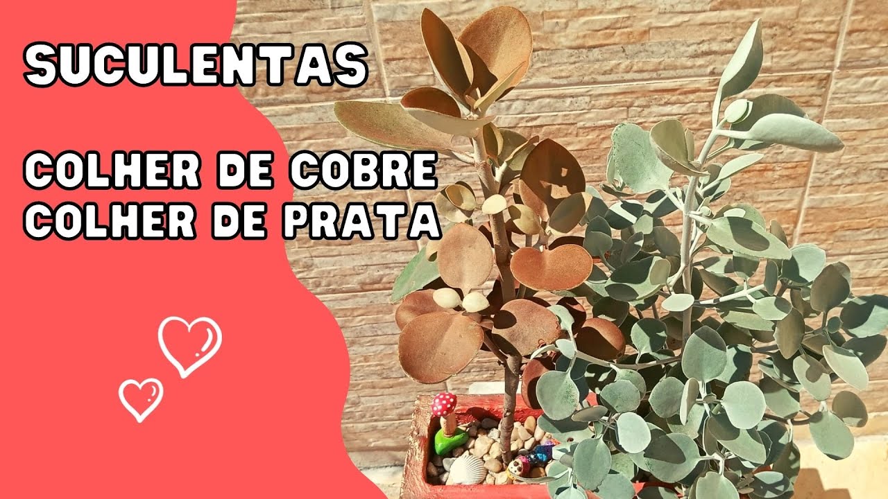 Como cultivar Suculentas COLHER de COBRE e COLHER de PRATA / Suculentas de sol pleno / Jardinagem