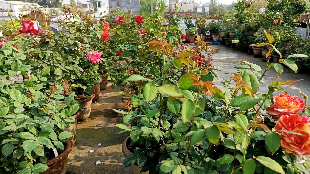 Rose Garden overview and care tips 5 March 2026 rose plant ugane ka secret