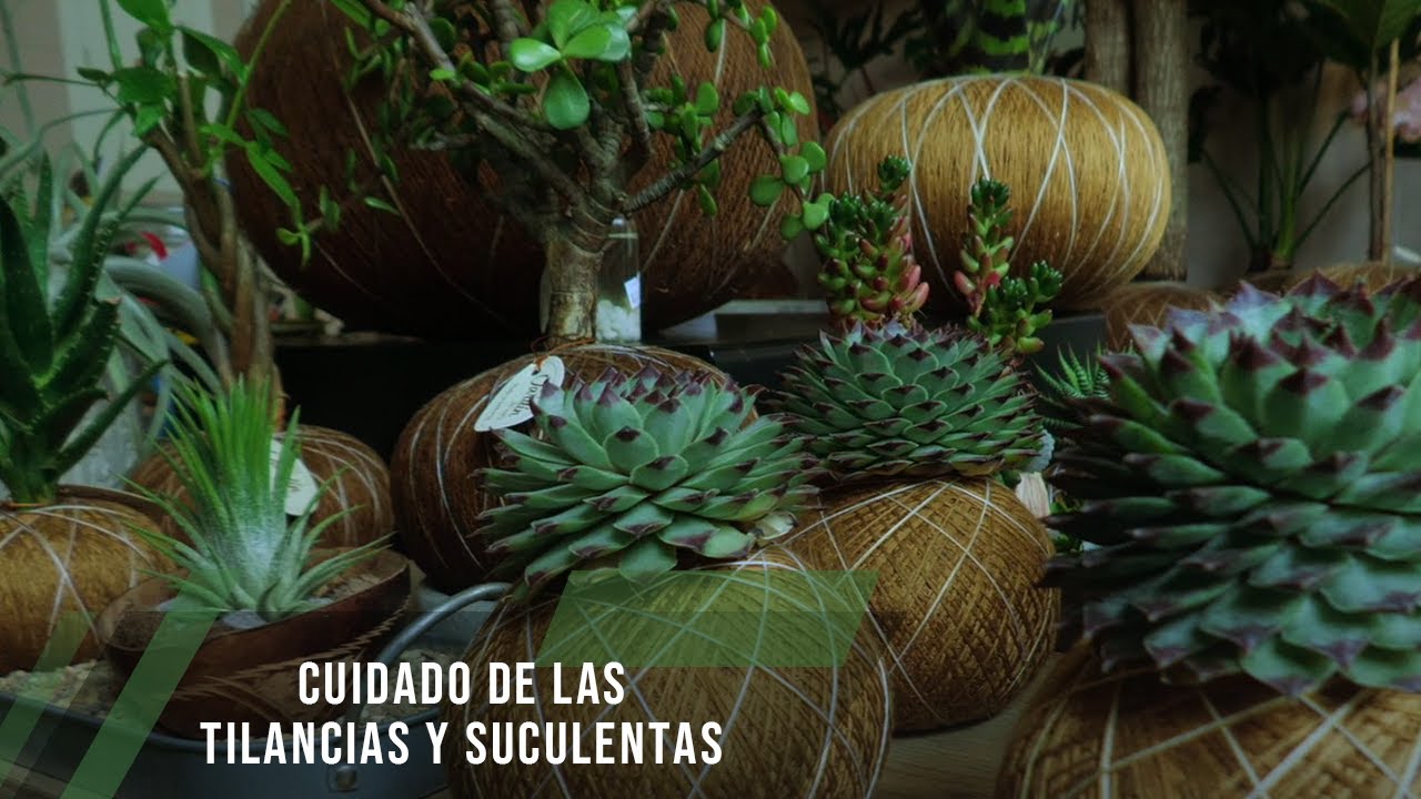 Cuidado de las Tilancias y Suculentas  - TvAgro por Juan Gonzalo Angel Restrepo