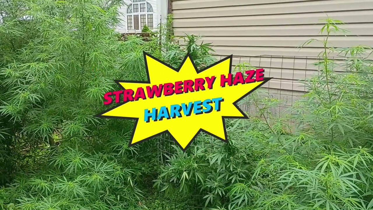 Strawberry 🍓 Haze Harvest from 