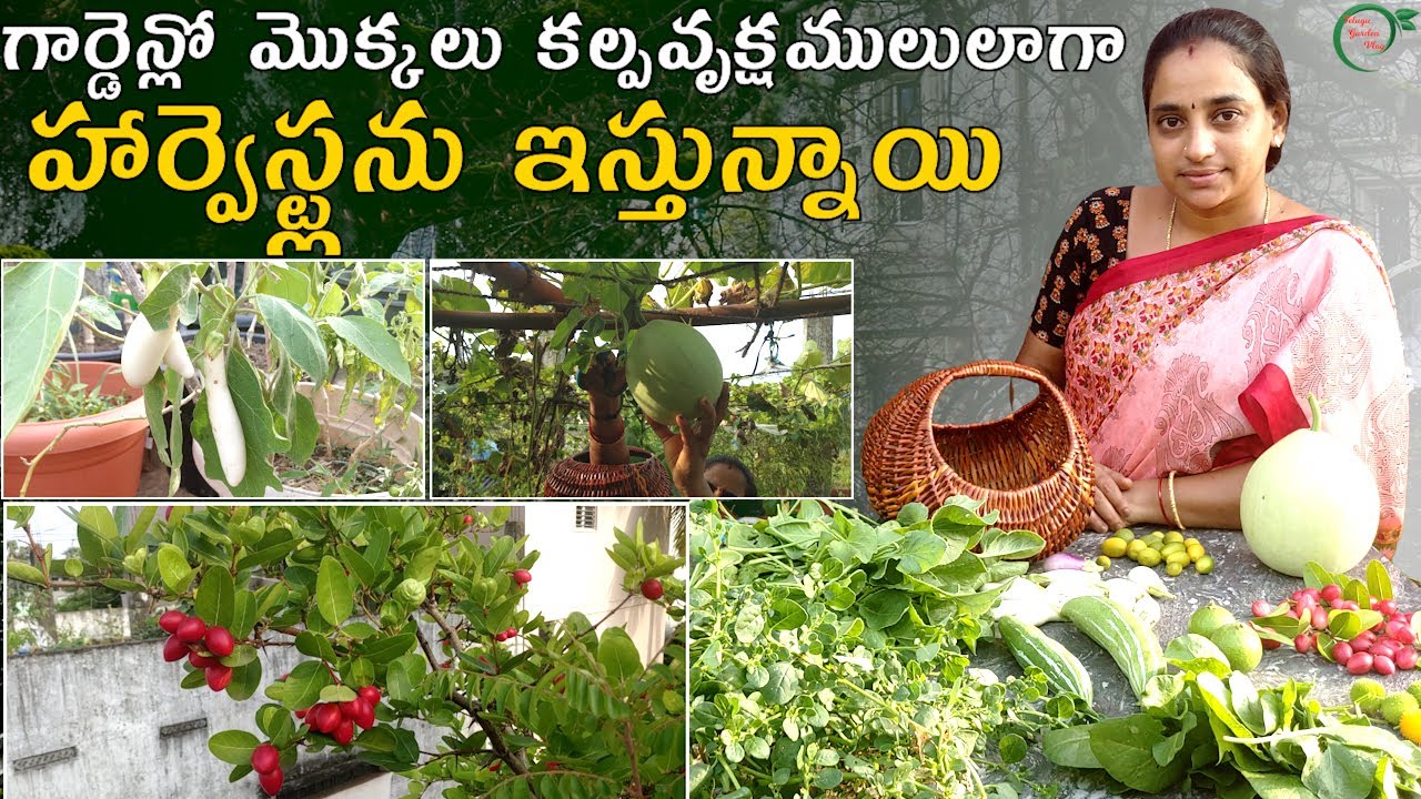 Organic Harvest గార్డెన్లో మొక్కలు కల్పవృక్షములులాగా  హార్వెస్ట్లను ఇస్తున్నాయి