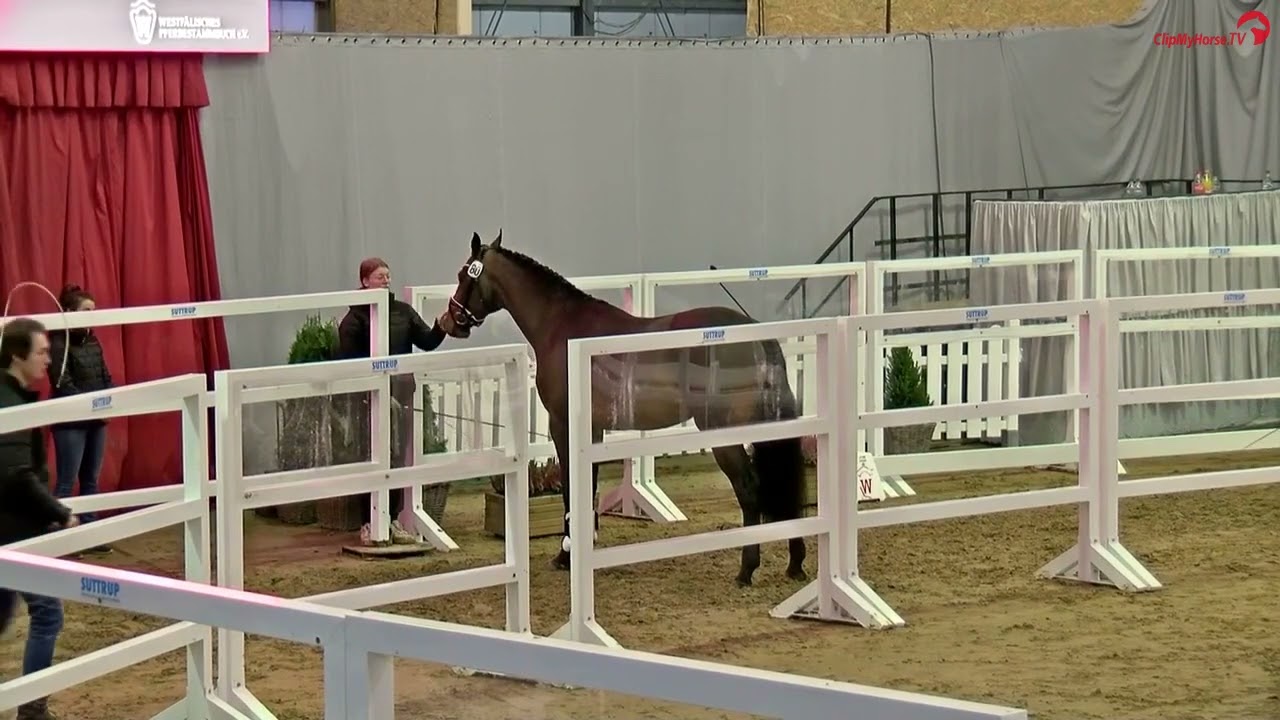 Europa PVF at Westfalen stallion licensing