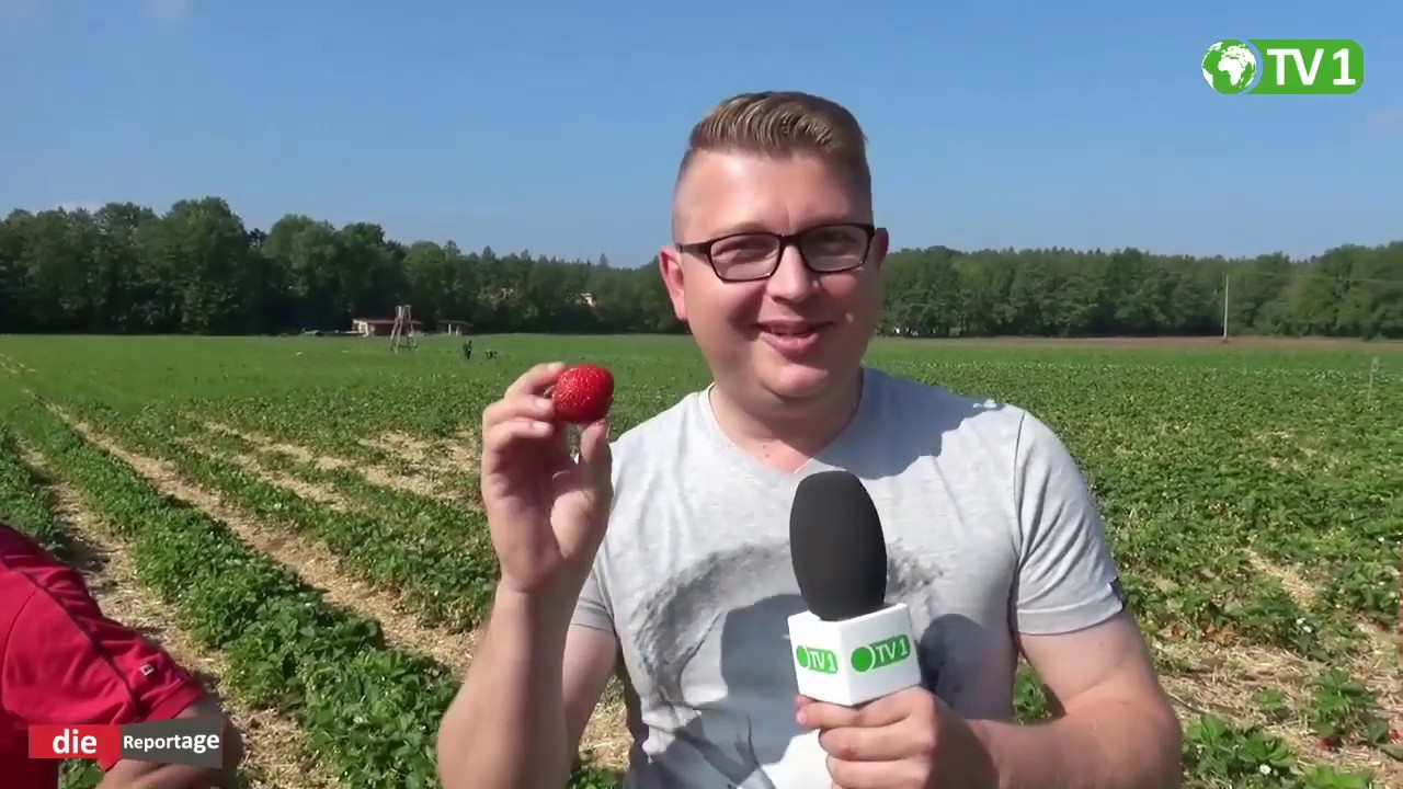 Die Reportage - Alles rund um die Erdbeere
