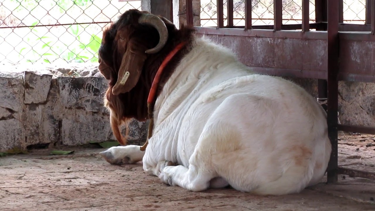 |Can Sale Boer Goats For Cutting Market |कटिंग मार्केटसाठी बोअर बकरी विकू शकतो |Hindi