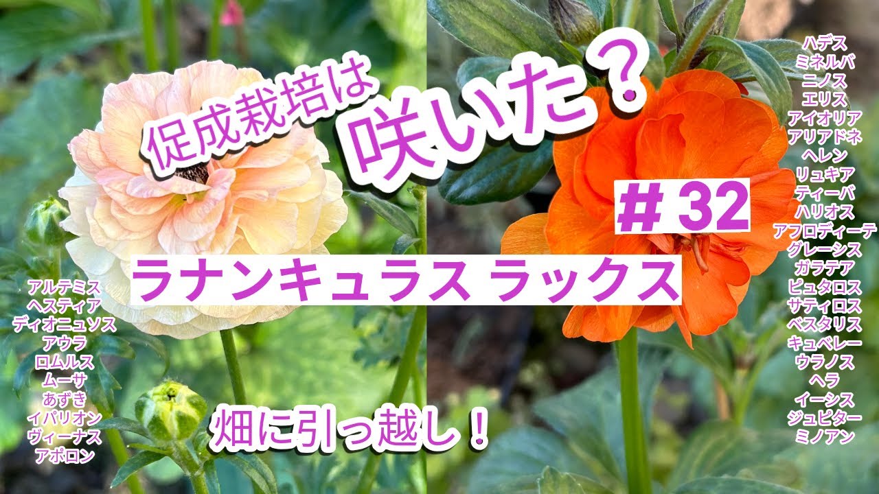 【ラナンキュラスラックス】#32 どんどん成長するラックス、全部地植えしたいけど、、