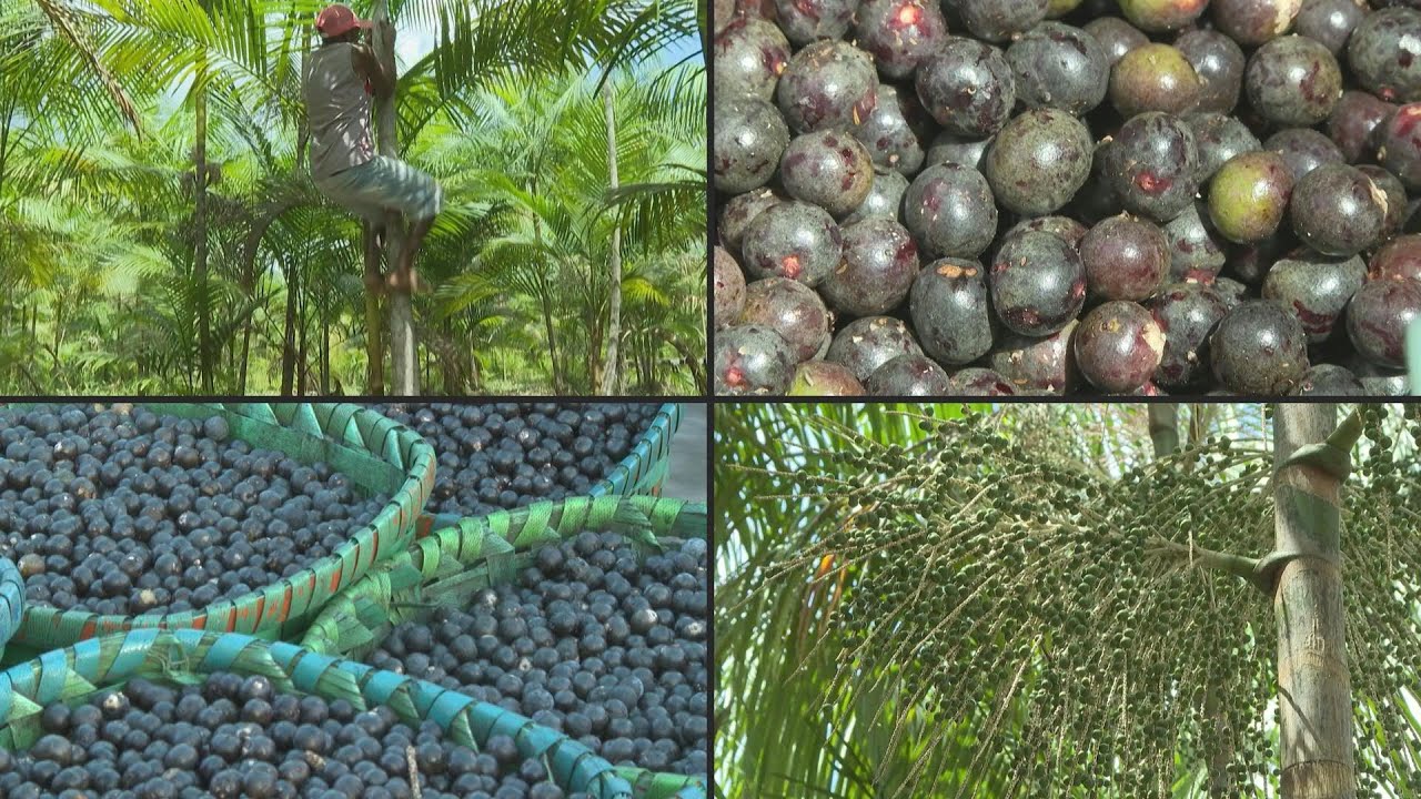 O ‘boom’ do açaí, uma ameaça para a Amazônia | AFP