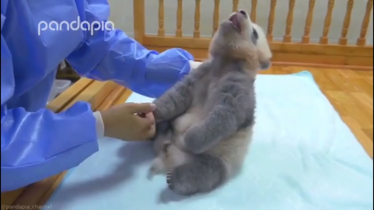 Baby JiXiao feel so happy after drinking milk 😁🐼|Panda HappyLand