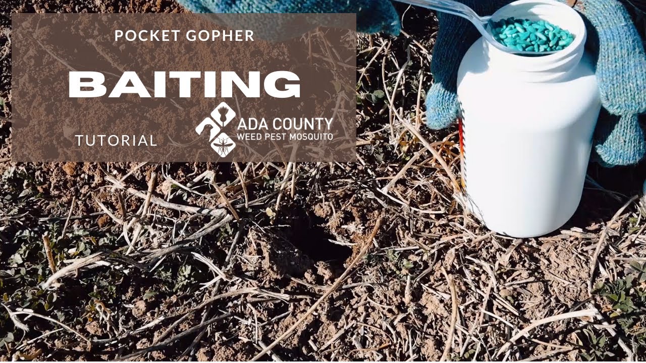 Pocket Gopher Baiting Tutorial