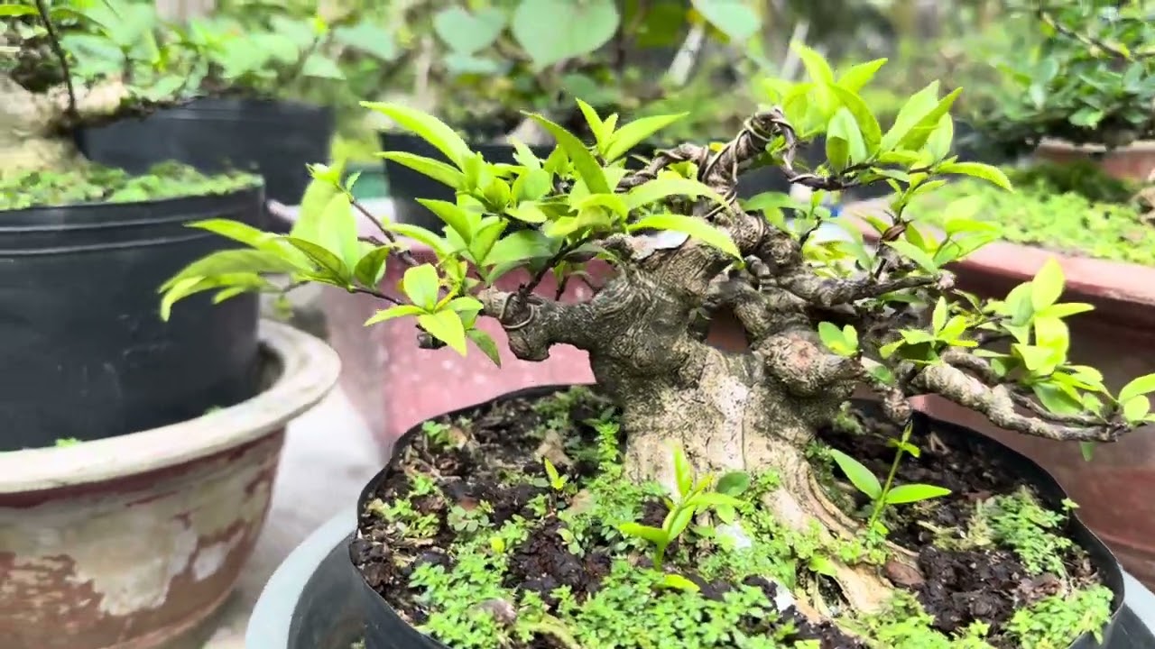 Bonsai Mai Chiếu Thủy (Lá lớn da đen & Trung Nu)