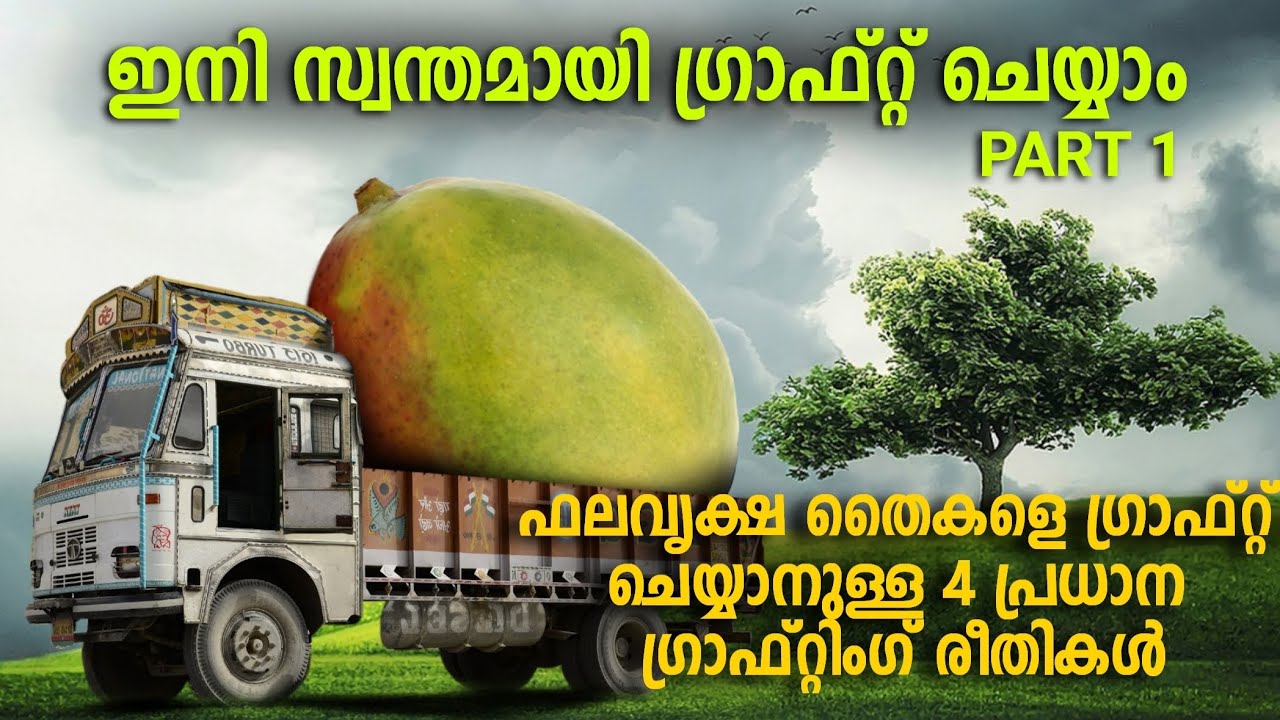 ഫലവൃക്ഷങ്ങൾ (ഗാഫ്റ്റ് ചെയ്യാനുള്ള പ്രധാന രീതികൾ | Important grafting methods  #grafting #tutorial