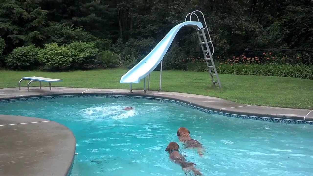 Toller pool time - cheating!