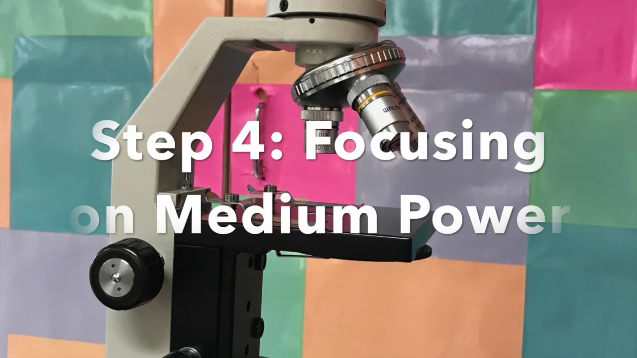 How to Focus a Specimen