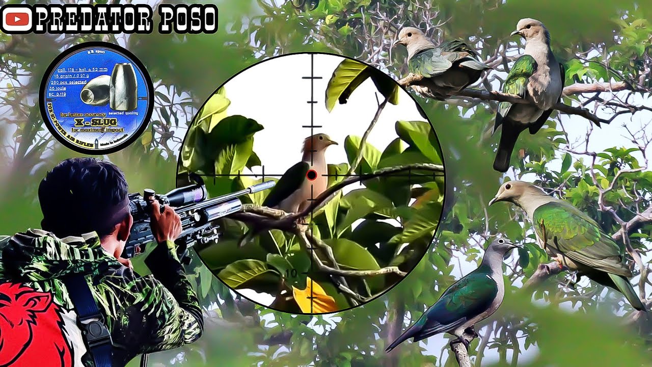 BERBURU BURUNG PERGAM DI SPOT TERBENGKALA DI KAWASAN KAB PARIGI