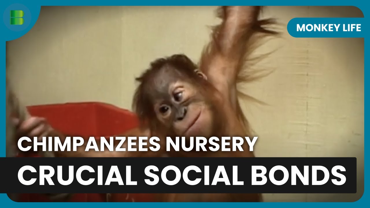 Orangutan Night Adventure - Monkey Life - Documentary