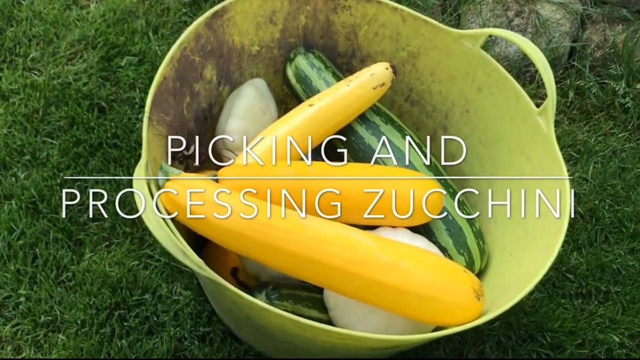 Picking and processing zucchini - Farmlife