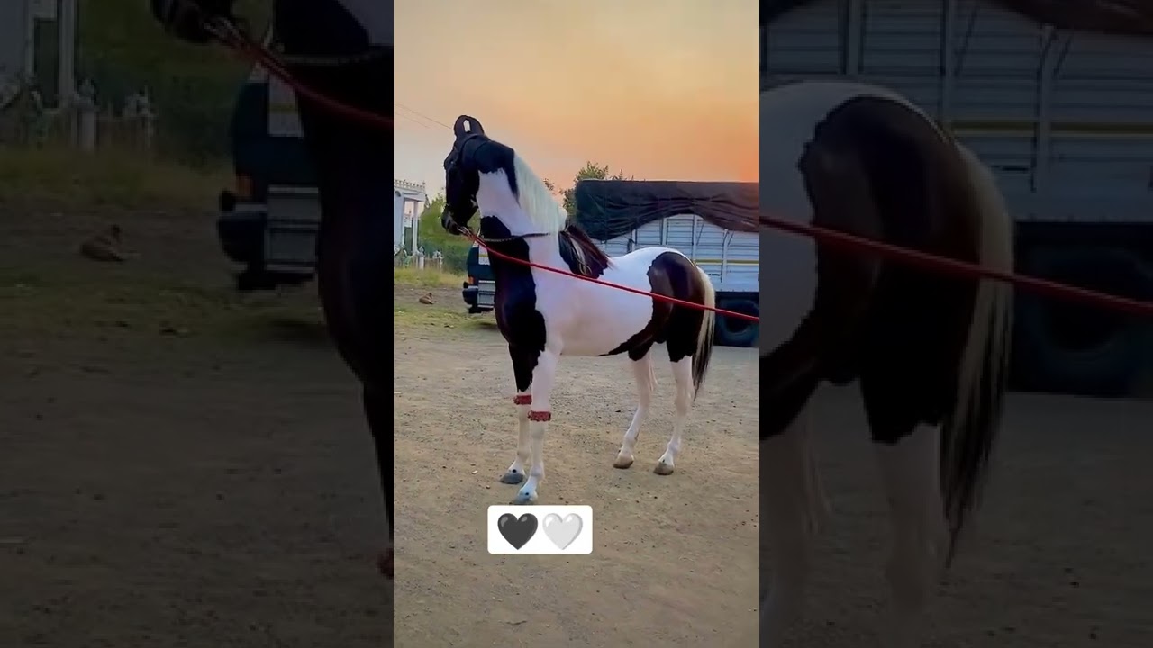 abhlak horse stats