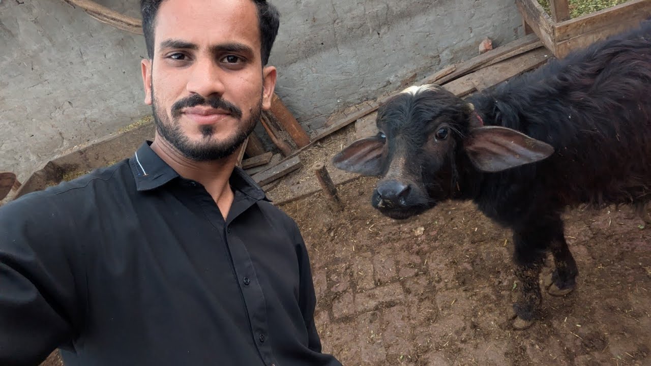 Pakistan Modern Buffalo Dairy Farm #buffalo #farming #viralvideo #shortsvideo