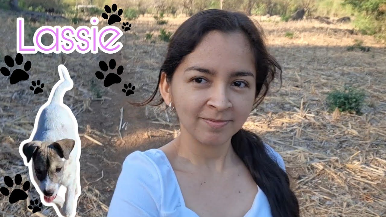 ¡Casi se pierde! Lassie explorando lo desconocido🐶
