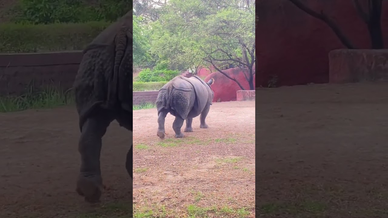 Dangerous Rihno in nehru zoological park #rihno #nehruzoopark #zoo #park #hyderabad #telangana
