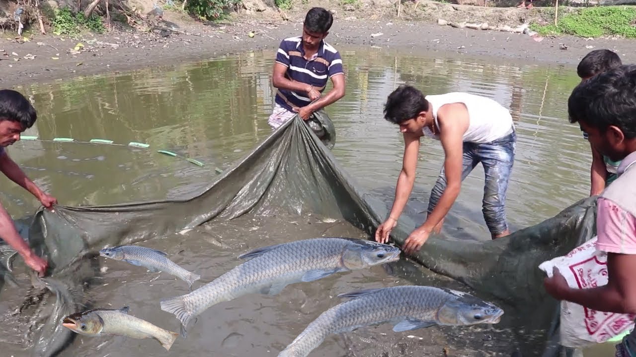 Big Carp  Fish catching in mud water pond using a fishing net and catch fish by hand