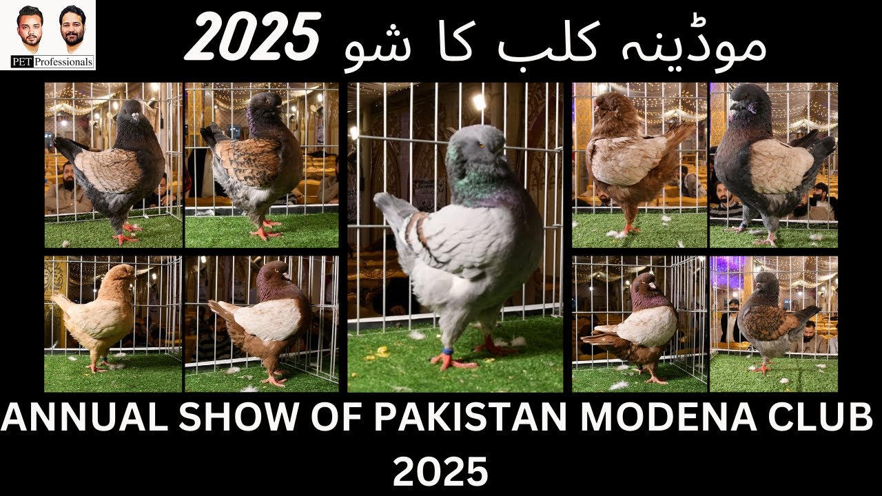 Pakistan Modena Club Show 2025 | by Pet Professionals