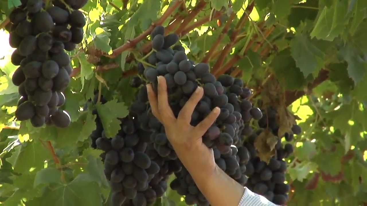 Behind the Greens: MIDNIGHT BEAUTY brand grapes
