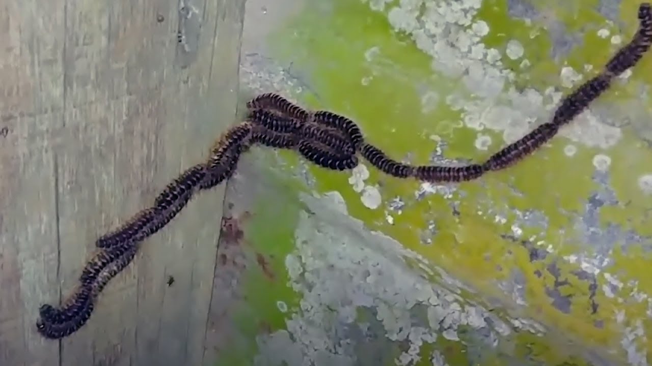 Caterpillar Chain Looks Like Snake