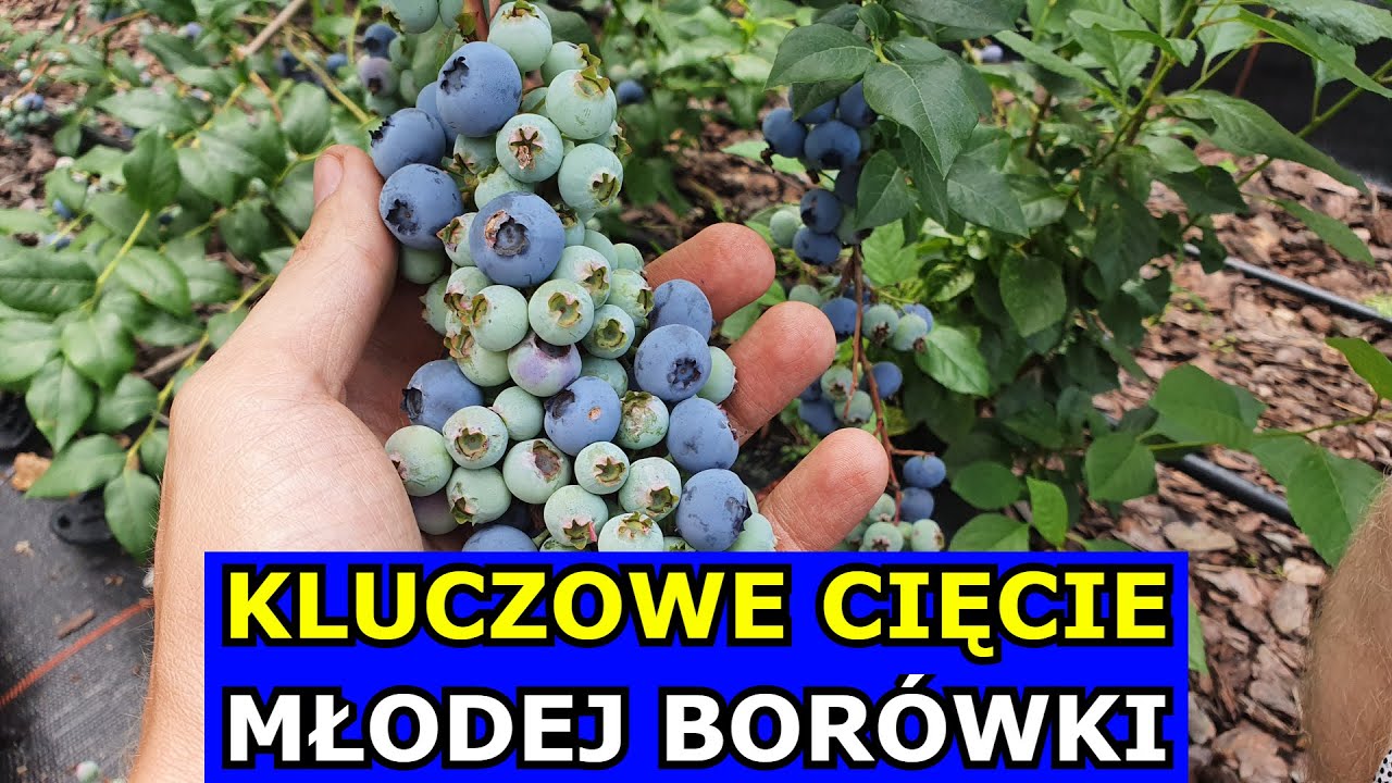TAK NIE TNĘ Młodej Borówki. Mój Sposób na Cięcie Borówki amerykańskiej. Amatorska Uprawa Borówek.