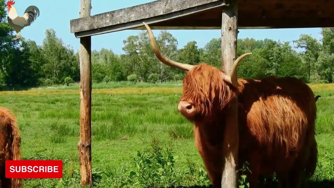 The Insanely Fun Facts About Farming Animal Manure